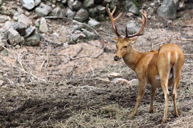 vahşi geyik bir şey mi arıyorsunuz.