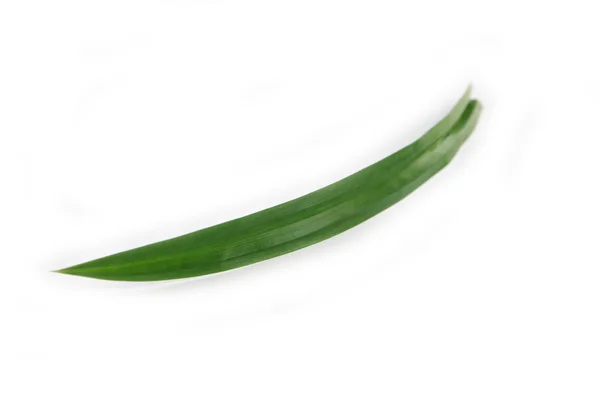 Two pandanus leaves. — Stock Photo, Image