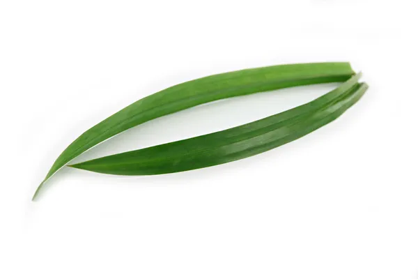 Two pandanus leaves. — Stock Photo, Image