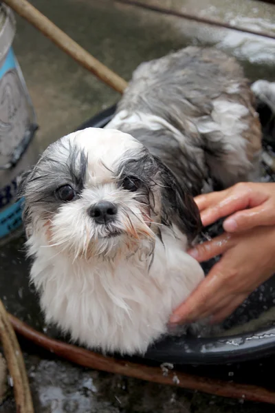 Hund in Waschbecken und Badewanne. — Stockfoto