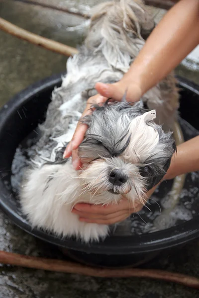 Bagno di cane su bacino . — Foto Stock