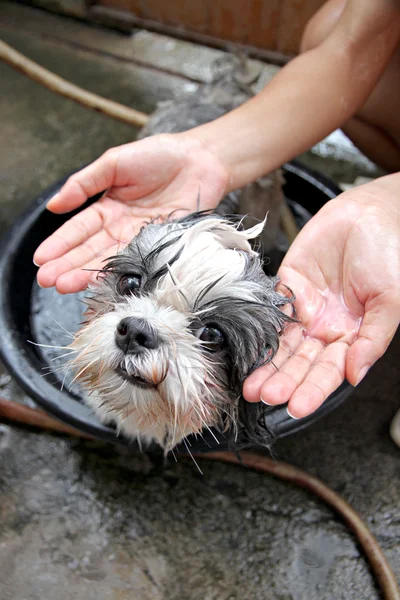 Perro y jabón líquido en la mano . — Foto de Stock