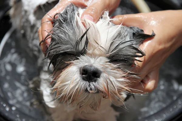 Gesicht des Hundes im Bad. — Stockfoto