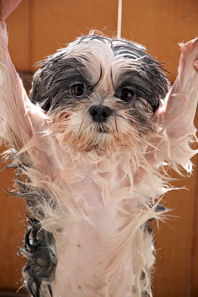 Cão molhado depois de um banho . — Fotografia de Stock