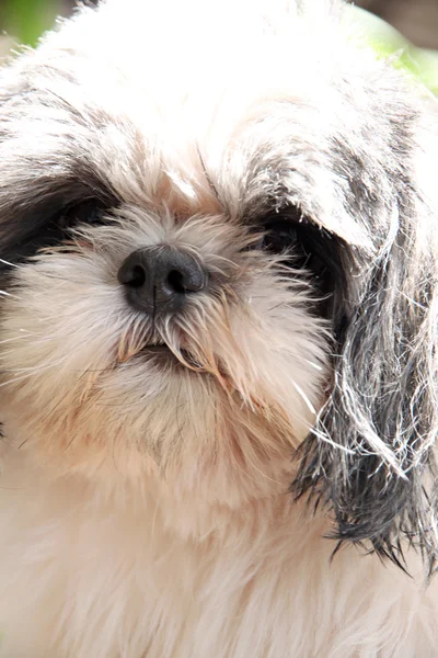 O cão está triste . — Fotografia de Stock