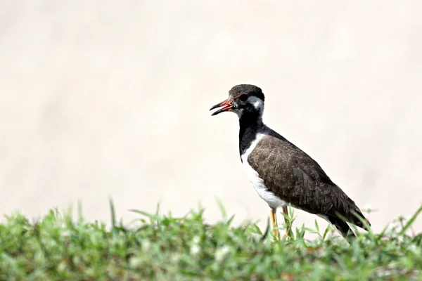 Seagull on the ground. — Stock Photo, Image