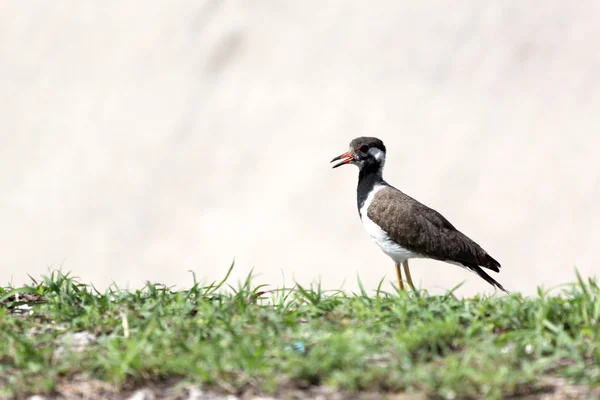 Meeuw op de grond. — Stockfoto