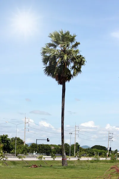 Сахарная пальма посреди поля . — стоковое фото