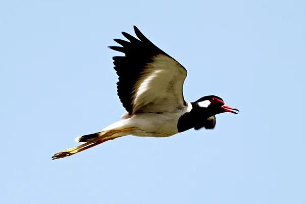 Svart Måsen flyger i himlen i hög hastighet. — Stockfoto