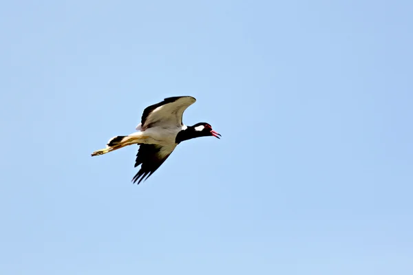 Zwarte zeemeeuw, vliegen in de lucht op hoge snelheid. — Stockfoto