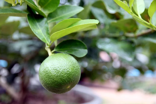 Lemon on the tree are not ripe. — Stock Photo, Image