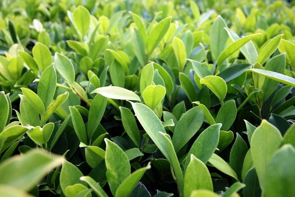 Green leaves in garden. — Stock Photo, Image