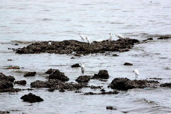 Zilverreiger neergestreken op steen. — Stockfoto