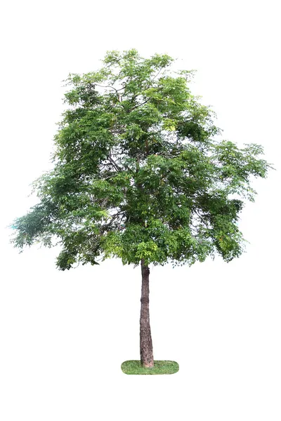 Grüner Baum auf weißem Hintergrund. — Stockfoto