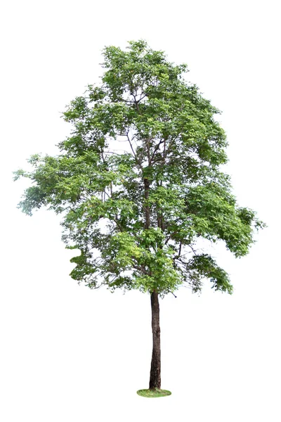 Baum auf weißem Hintergrund. — Stockfoto