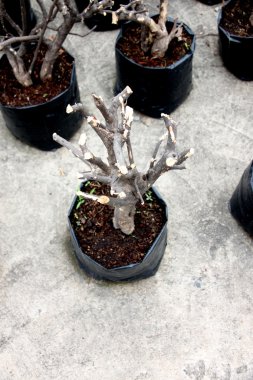 yayma için ağaç budama.