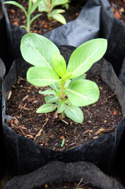 Siyah çanta içinde büyüyen fidan.