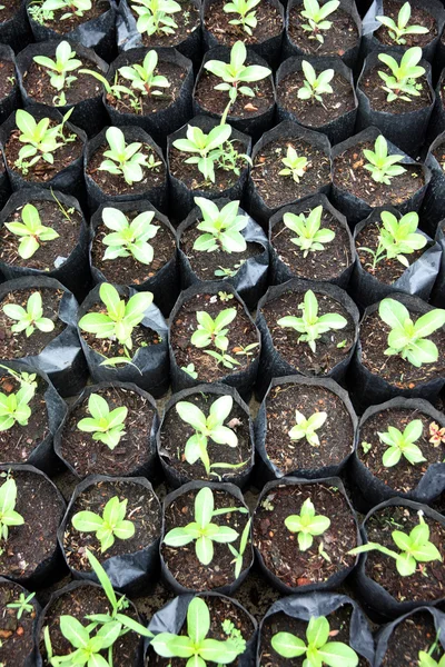 Many Seedling growing in the black bag. — Stock Photo, Image