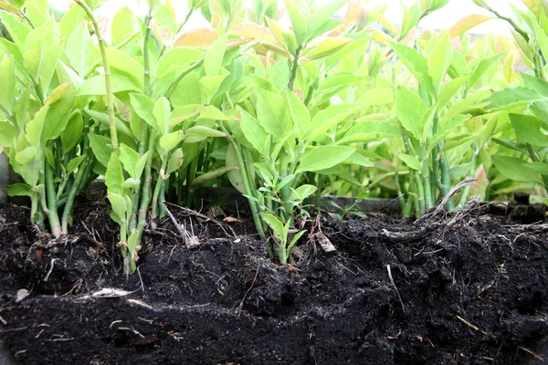 Många plantor och marken i trädgården. — Stockfoto