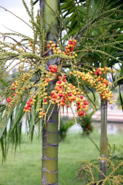areka catechu ağaç bahçe.