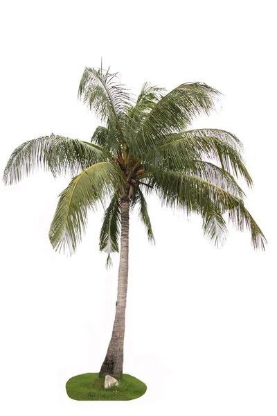 Кокосовое дерево на белом фоне . — стоковое фото