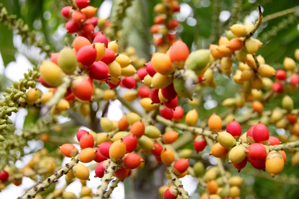 Zoom areca catechu träd i trädgården. — Stockfoto