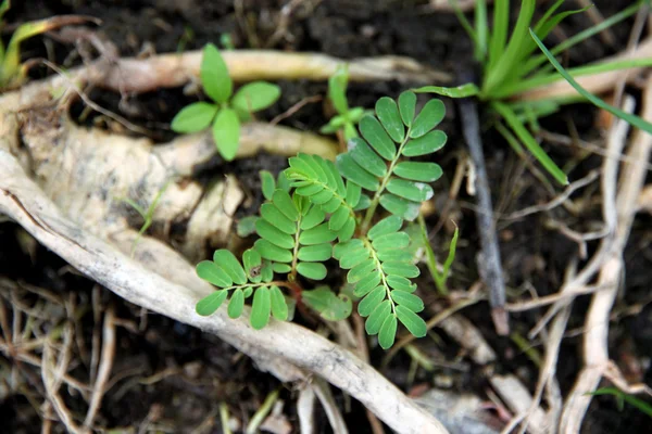 Piantine di tamarindo che crescono su terreno umido . — Foto Stock