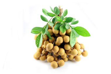 Truss meyve - longan beyaz zemin üzerine.