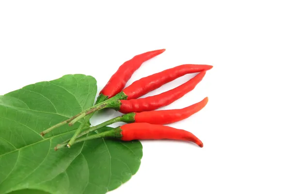 Chilli colocado e folhas verdes . — Fotografia de Stock