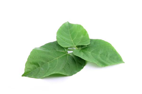 Gröna blad formad som hjärtat. — Stockfoto