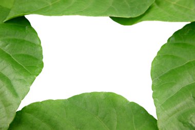 yeşil yaprakları kalp şeklinde.