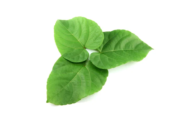Gröna blad formad som hjärtat. — Stockfoto