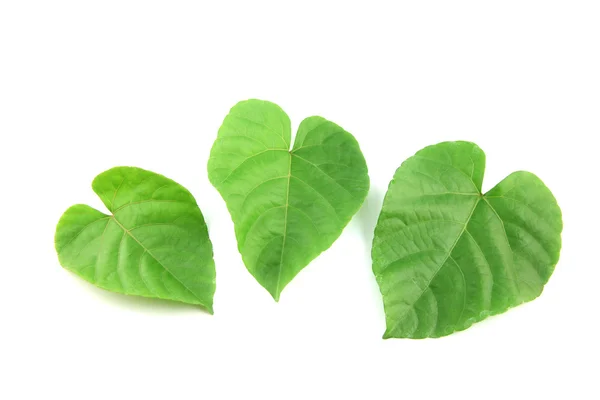 Green leaves shaped like heart. — Stock Photo, Image