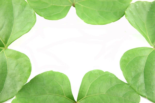 Green leaves shaped like heart. — Stock Photo, Image