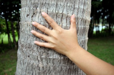 el dokunmatik Hindistan cevizi.