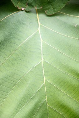 bahçede yeşil yaprakları.