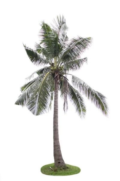 白い背景の上、ココナッツの木. — ストック写真