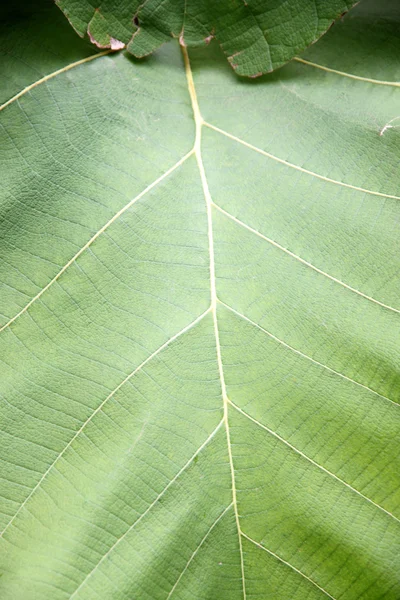 뒤뜰에서 녹색 잎. — 스톡 사진