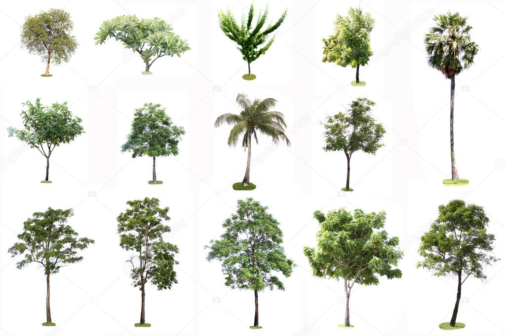 Many Tropical tree on a white background.