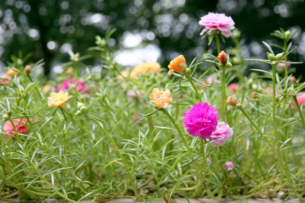 Gewöhnliche Portulak-Blumen im Garten. — Stockfoto