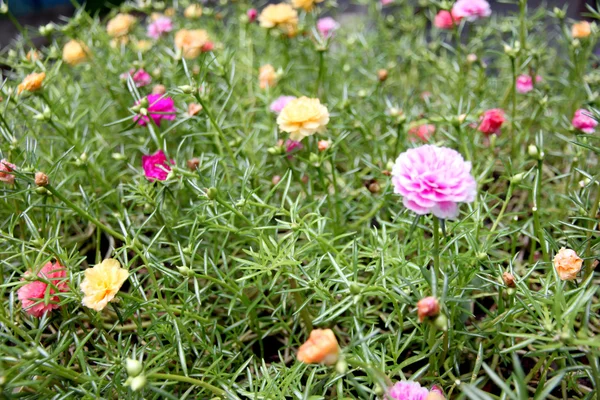 Gemeenschappelijke postelein bloemen in de tuin. — Stockfoto