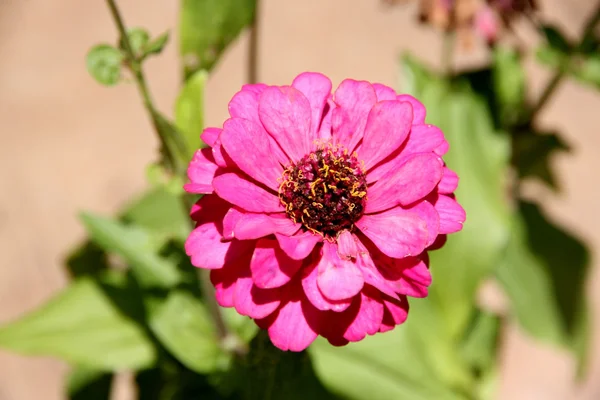 Flores cor de rosa no quintal . — Fotografia de Stock