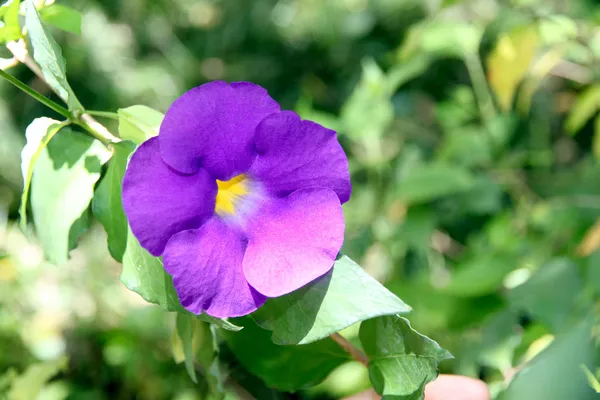 Purple flowers in the backyard. — Stock Photo, Image