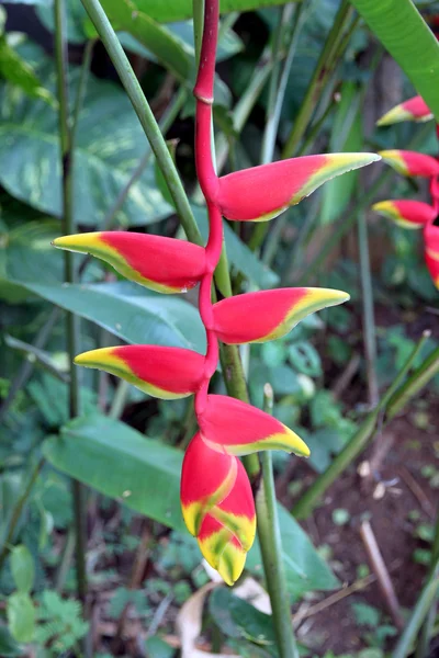 Heliconia bahçede çiçek. — Stok fotoğraf