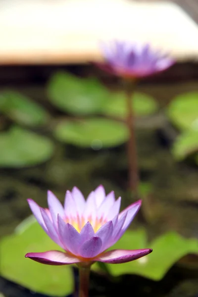 Фіолетовий лотос у ставку . — стокове фото