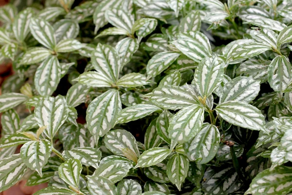 Green leaves in the backyard. — Stock Photo, Image