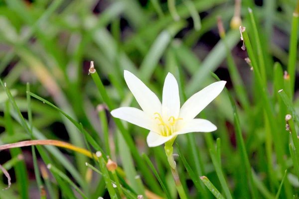 Weiße Blume im Garten. — Stockfoto