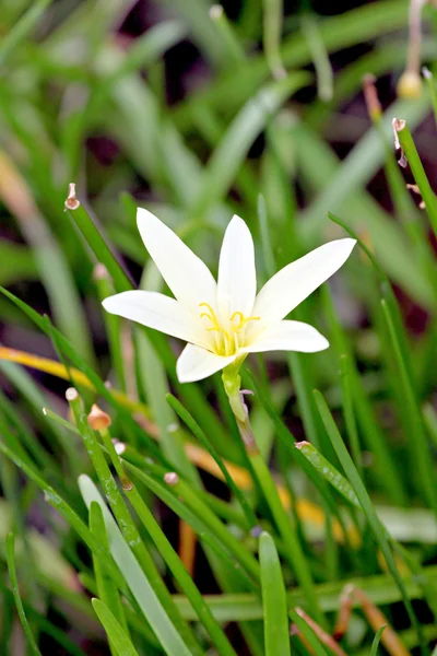 Weiße Blume im Garten. — Stockfoto