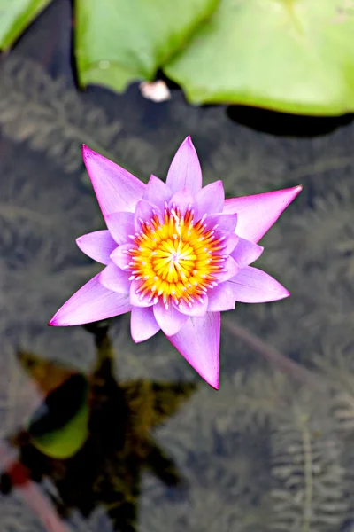 Fialový lotus v bazénu. — Stock fotografie