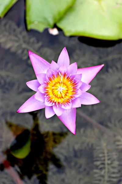 Menekşe lotus Havuzu. — Stok fotoğraf